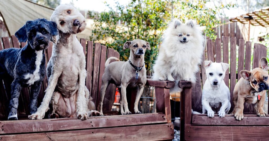 Pet themed eofy party